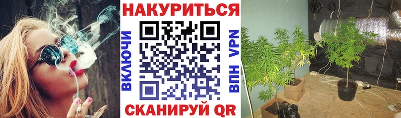 Купить где  Новая Ладога  Конопля марихуана 